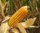 UC Corn Crop Lower / California Raisin Crop To Fall 13%