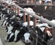 Dairy Operators Face “The Big Wipeout”