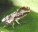 3 More Asian Citrus Psyllid Finds In Fresno/Tulare Counties