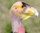 Zoo-Funded Study Cracks Mystery Of Broken Condor Eggs