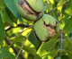 NUT NEWS: Walnuts,Almonds,Diamond Foods