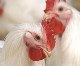 AG NEWS: Antibiotics & FDA / Kearney Goes Organic