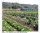 San Luis Obispo County Local Food Roots Are Strong, Can Support Growth