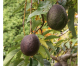 High-density Planting Of Avocados Boosts Yield