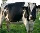 DEPARTMENT OF FOOD AND AGRICULTURE FUNDS 5 “DAIRY DIGESTER” PROJECTS IN CENTRAL VALLEY