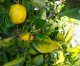Citrus Greening Disease Found In LA