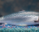 FDA – GE Salmon Safe to Eat