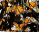 Monarchs’ Wings May Reveal If They Are From Pismo