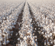 Cotton Acres Up One Third In Valley