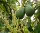 July 2018 heat will cut 2019 avocado production