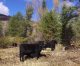 Could grazing slow fire threat?