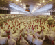 Antibiotics sold for chicken production way down