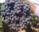California Table Grape Growers Estimate 25 Million Boxes Lost to Hurricane Hilary