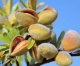 California’s almond acreage drops with price