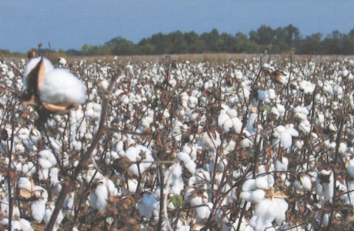 Cotton crop could reach 170,000 acres