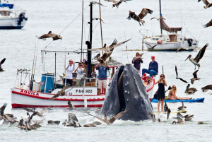 whales surfacing photo went viral last year