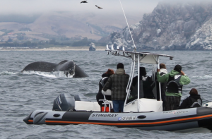 Whale watching