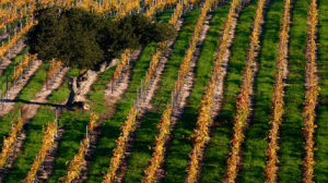 SLO Wine Country