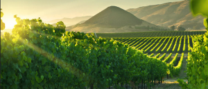 Edna Valley Vineyards