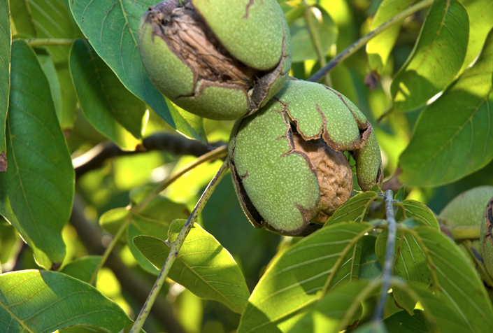 California walnuts are grown on 200,000 acres in the state