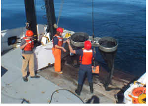 Bongo nets are deployed up to 200 meters deep to catch marine snails (pteropods), which are indicators of the progress of ocean acidification. 