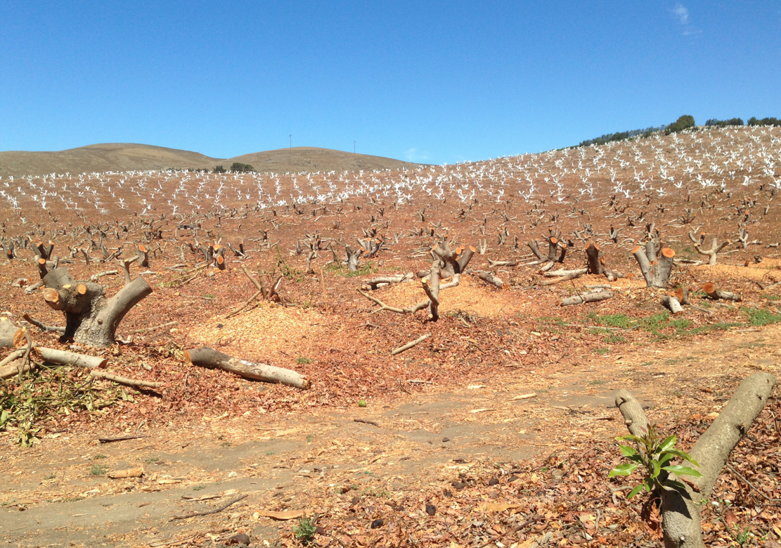 Avocado trees near Morro Bay stumped and painted white due to lack of water