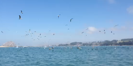 warm waters bring abundant food for Morro Bays birds this past weekend
