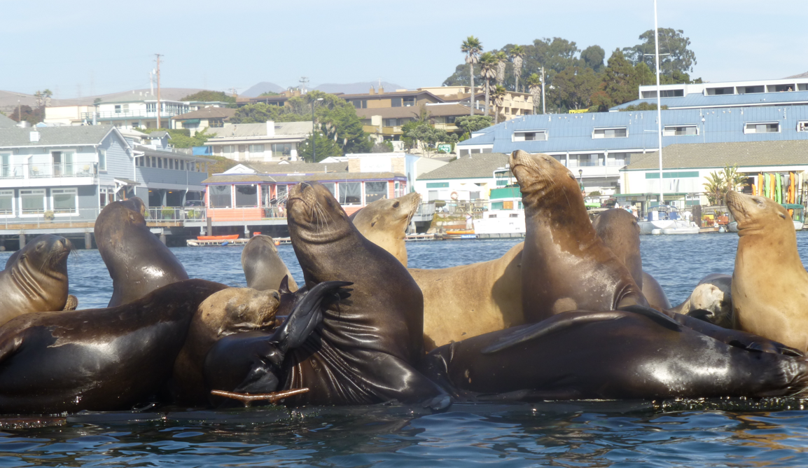 Loving that fish in Morro Bay
