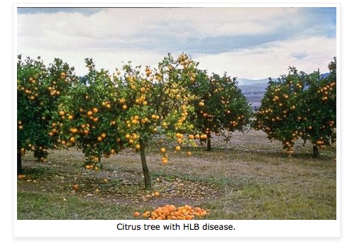 HLB- USDA pic 2015-04-15 at 11.12.38 AM