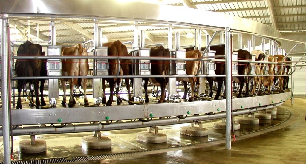 milk time 2015-08-08 at 1.35.38 PM
