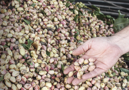 perhaps half the crop are blanks- empty shells