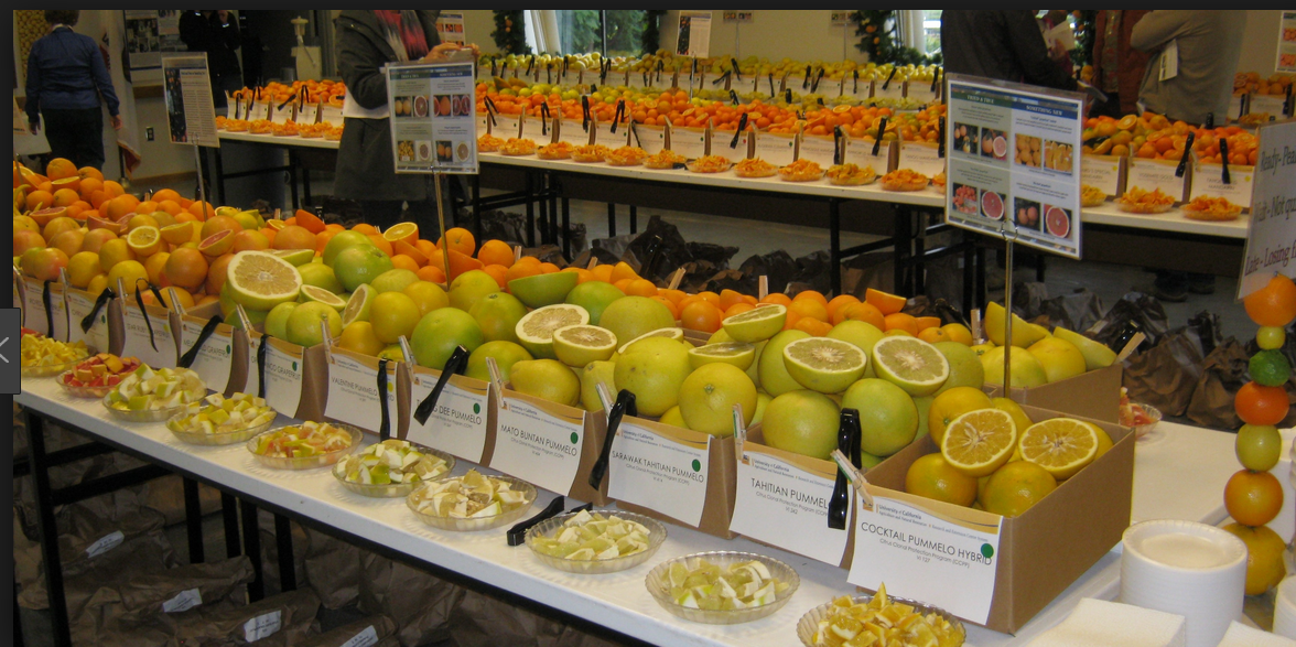 citrus tasting event in Tulare County