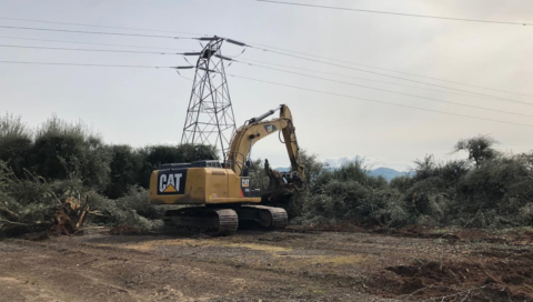 olive trees near Orange Cove meet the CAT
