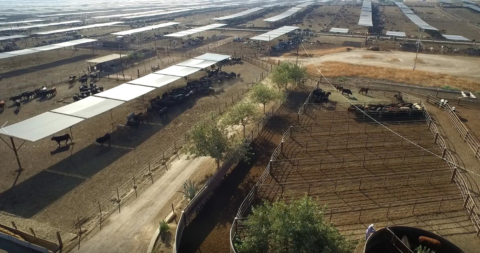 Harris Ranch feedlot off Hwy 99