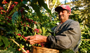 Central American farmer picks coffee