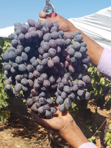 SunWorld will exit table grape biz
