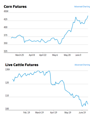 corn and cattle futures