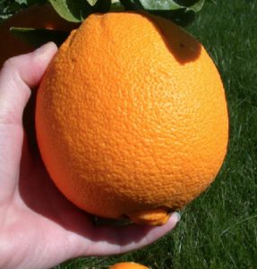 orange wiki 2019-08-22 at 2.40.05 PM