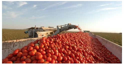 Tomato 1 at 7.05.01 AM