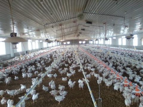 Hen house in Tulare County allows room to stretch