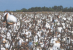 Cotton crop could reach 170,000 acres