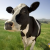 Ag Updates