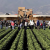 2011 Crop Report: Monterey County Ag Values Fall 3.8%
