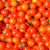 Big Tomato Growers/UFW To Sign Contracts