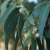 Is California Eucalyptus The Target Of Biological Terrorism?
