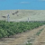 Tulare County 2011 Crop Value Up 16%