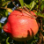 The Big Squeeze: Valley Juice Makers Adding Capacity