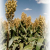 Drought’s Reverb…. Valley Growers Urged To Plant Sorghum For Biofuel