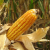 UC Corn Crop Lower / California Raisin Crop To Fall 13%