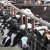 Dairy Operators Face “The Big Wipeout”